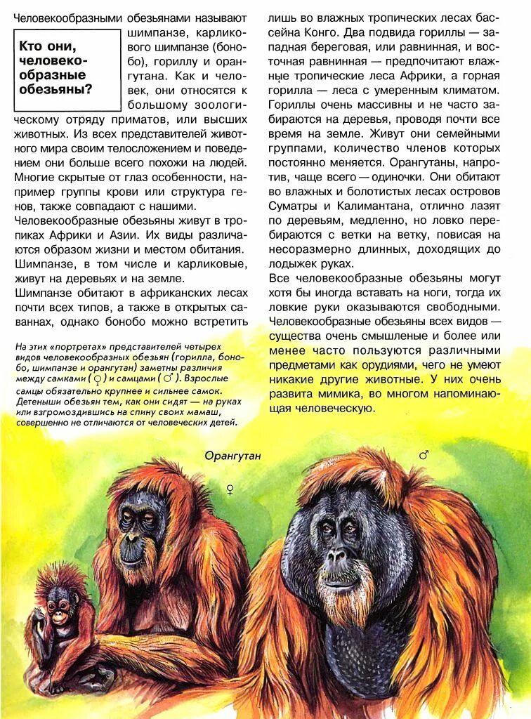 Отряд приматы. Гоминиды дриопитеки. Бонобо стая. Человекообразные обезьяны виды. Человекообразными обезьянами являются.