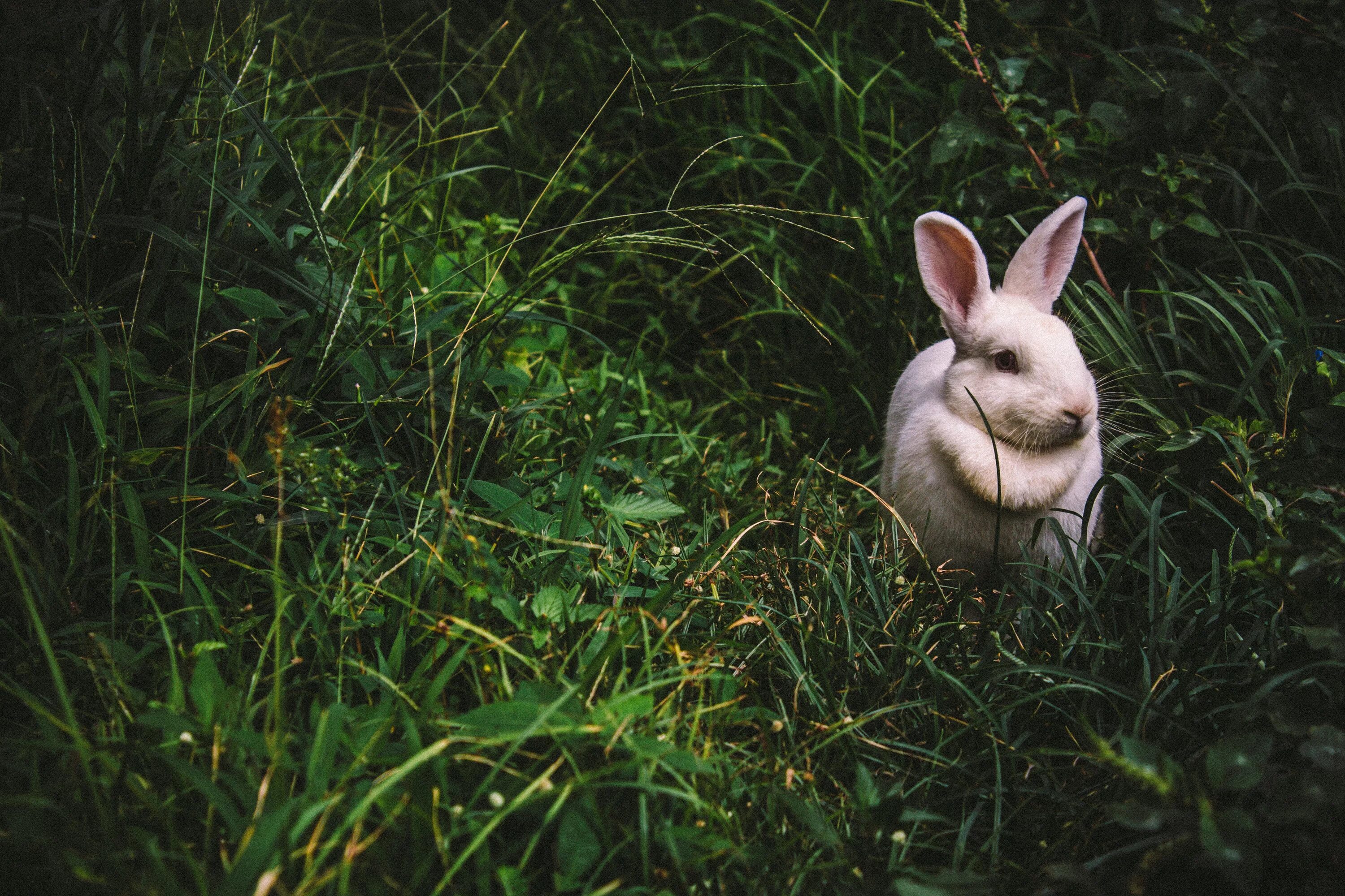 Animals rabbit. Кролик. Белый кролик. Кролик Эстетика. Белый зайчик.