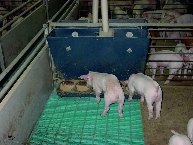 Как вырастить свиней. Поросята на доращивании. Клетка для маленьких поросят. Разведение свиней.