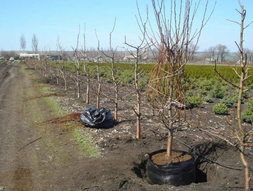 Груша Чижовская (крупномеры). Вишня саженец крупномер. Яблоня саженцы Окс ЗКС. Саженцы крупномеры плодовые деревья.