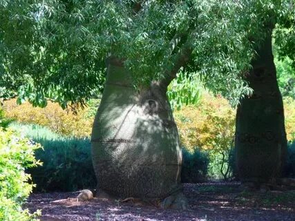 Ешектегі бөтелке