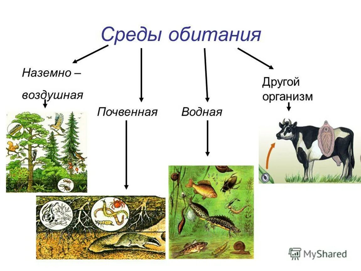 В какой среде обитания находится. Среда обитания. Среды обитанияобитания. Среда. Среды жизни.