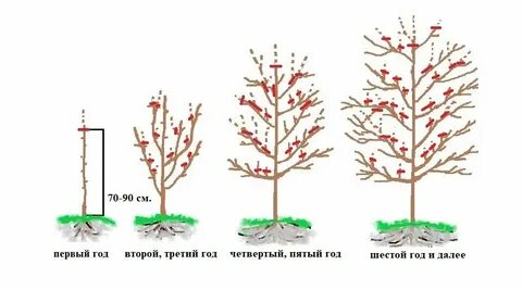 Обрезка яблони фото схема