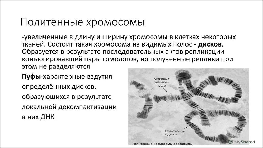 Какое значение имеет хромосом. Бальбиани политенные хромосомы. препарат политенные хромосомы дрозофилы. политенные хромосомы дрозофилы микроскоп. политенные хромосомы механизм формирования.