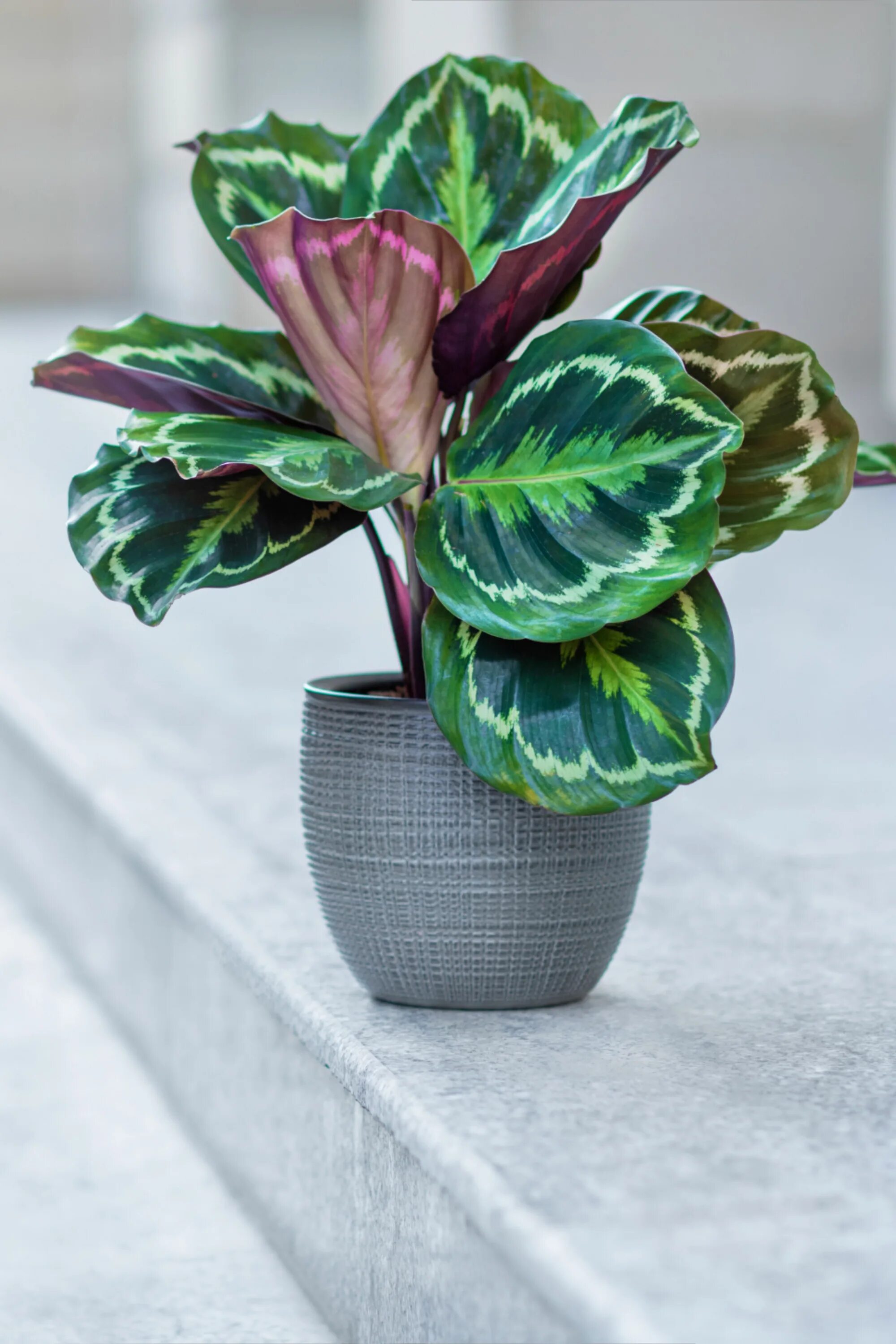 Калатеи виды и сорта фото