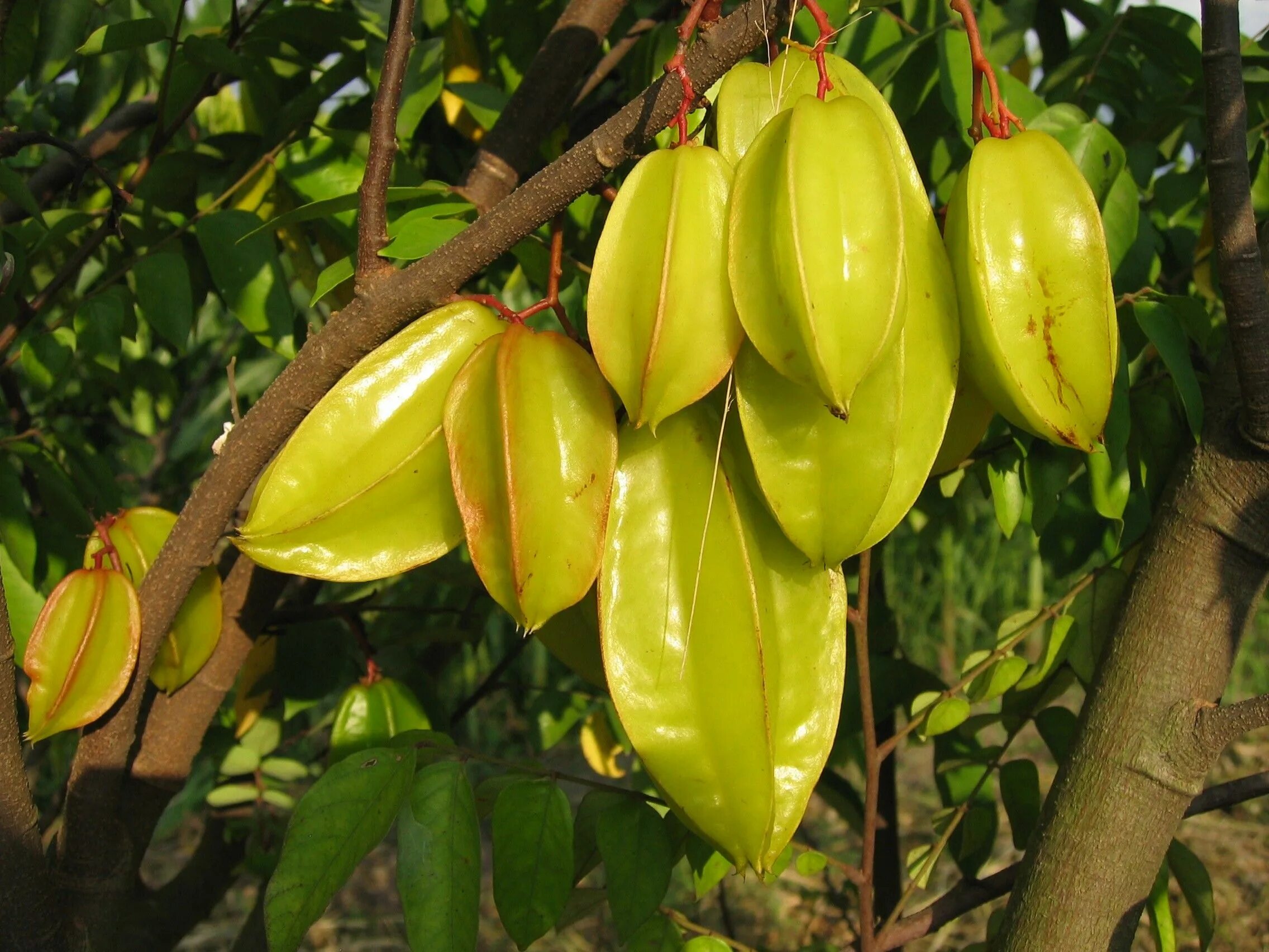 Карамбола (averrhoa carambola) цветение. Малазийская карамбола. Малазийская карамбола. Плоды карамболы. Карамбола зеленая.