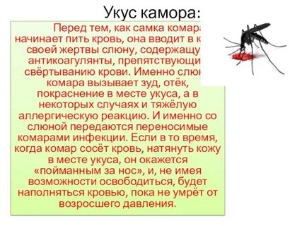 Камора
