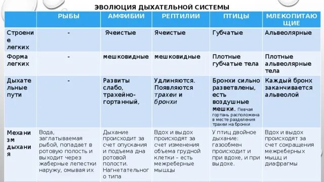 Органы дыхания позвоночных таблица. Эволюция дыхательной системы позвоночных таблица. Сравнительная таблица дыхательной системы позвоночных. Эволюция строения дыхательной системы. И легкой форме данной