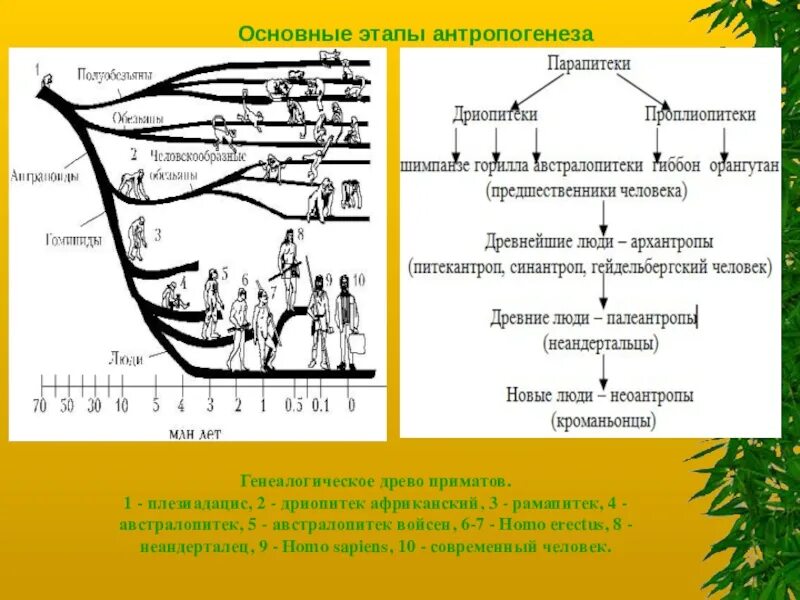 Установите последовательность стадий антропогенеза дриопитек. Схема происхождение человека основные этапы антропогенеза. Основных этапов антропогенеза. Основные этапы этапы антропогенеза. Основные стадии антропогенеза.