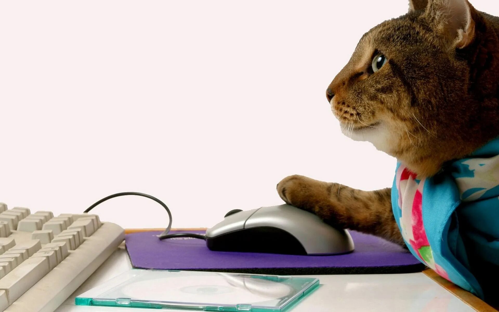 Cat programming