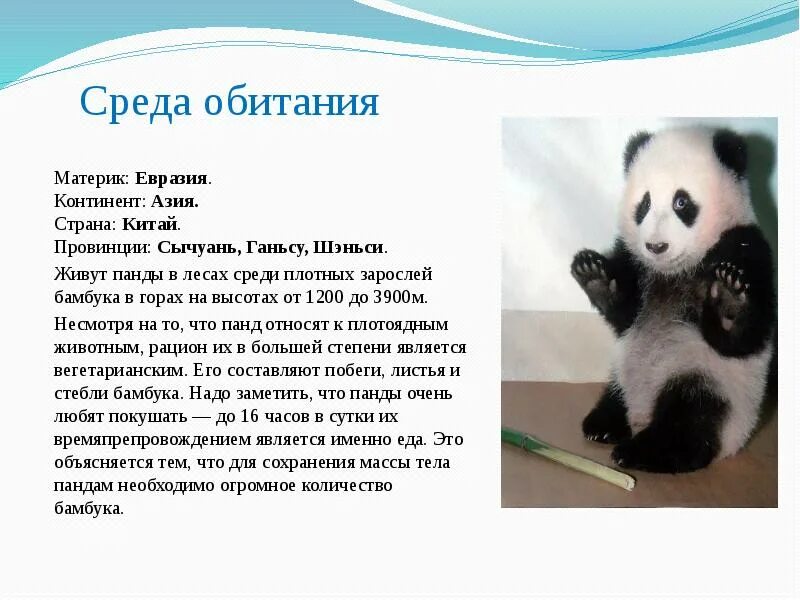 Доклад о панде. Влажность обитания панды. панда место обитания материк. большая панда доклад. сообщение про пандочек.