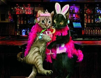 Вечеринка кошек