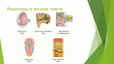 Рецепторы органа осязания