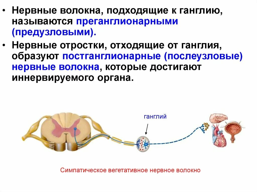 Что представляет собой ганглий. Ганглии вегетативной нервной системы. Ганглии соматической нервной системы. Нервные волокна вегетативной нервной системы. Соматическая нервная система ганглиев.