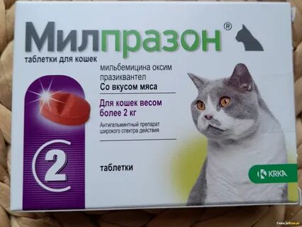 Что дать котенку при отравлении