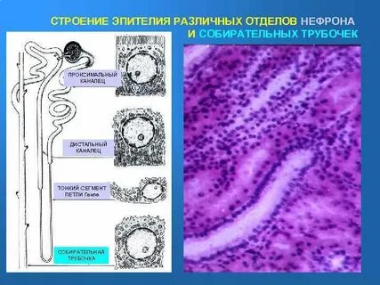 Канальцы собирательные нефроны