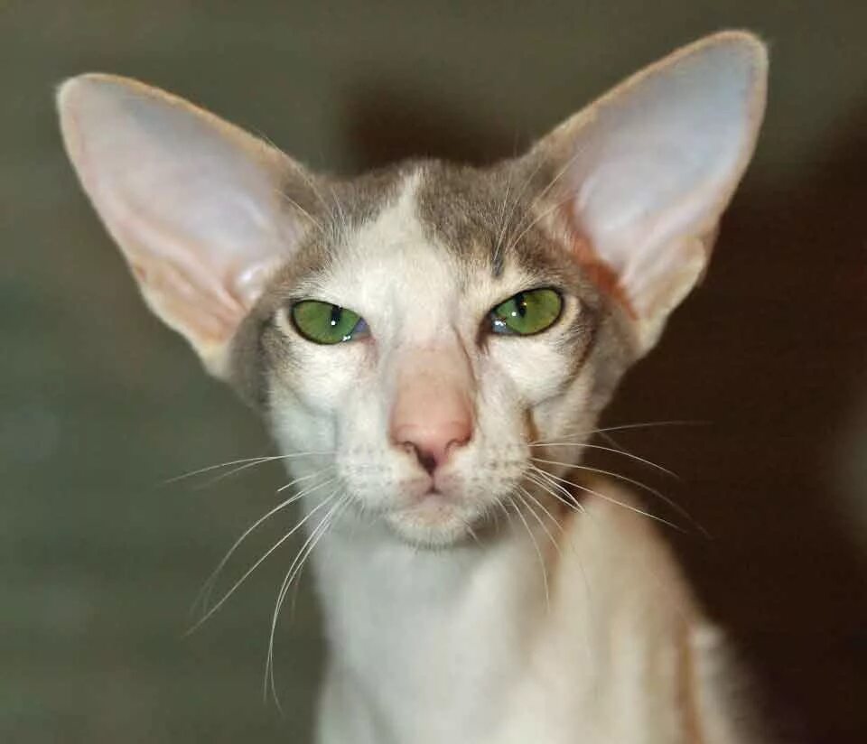 Ушастый кот порода Ориентал. Ориентальная кошка. Грузинская порода кошек Ориентал. Ориенталы биколор.