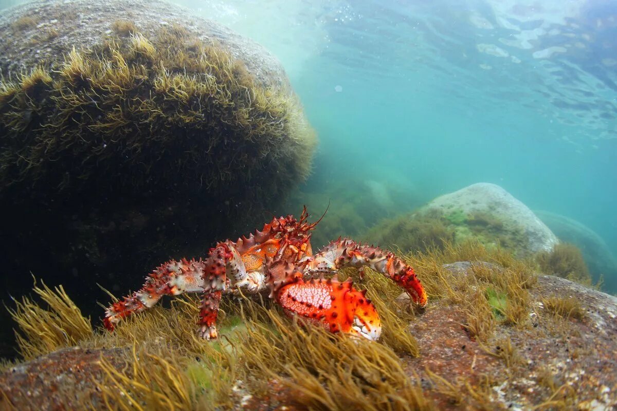 Моря японское море охотское море. Фауна охотского моря. флора и фауна охотского моря. органический мир охотского моря. дальневосточный морской заповедник водоросли.