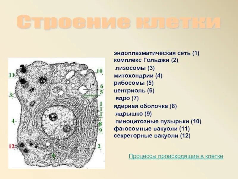 Эндоплазматическая сеть рибосомы комплекс Гольджи. Митохондрии, рибосомы, комплекс Гольджи, лизосомы, клеточный центр. Эндоплазматическая сеть — аппарат Гольджи — митохондрии —. Эндоплазматическая сеть рибосомы комплекс Гольджи лизосомы таблица.