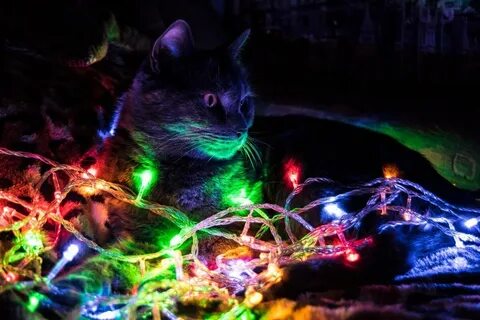 Котик светится