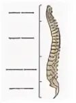 5 отделов позвоночника характерно для. Пятый поясничный позвонок. Позвоночник женщины строение. Строение позвоночника у детей. 7 Позвоночник.