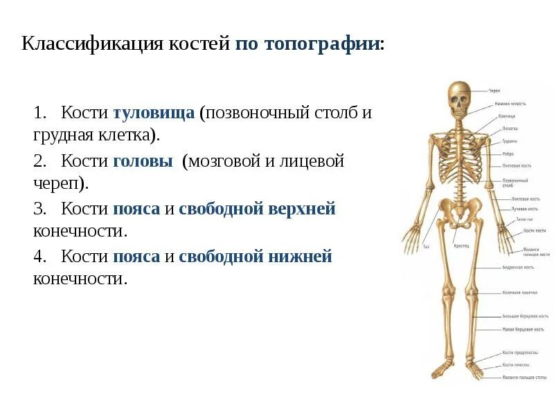 Классификация костей. Классификация костей скелета. Классификация костей человека. Кости туловища анатомия.