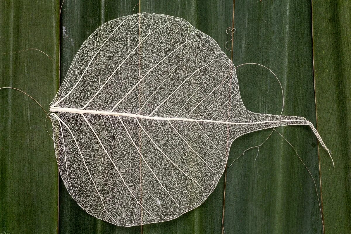 Ботаник лист. С826вт38 leaf. прозрачные листья. полупрозрачные листья. листья растений.