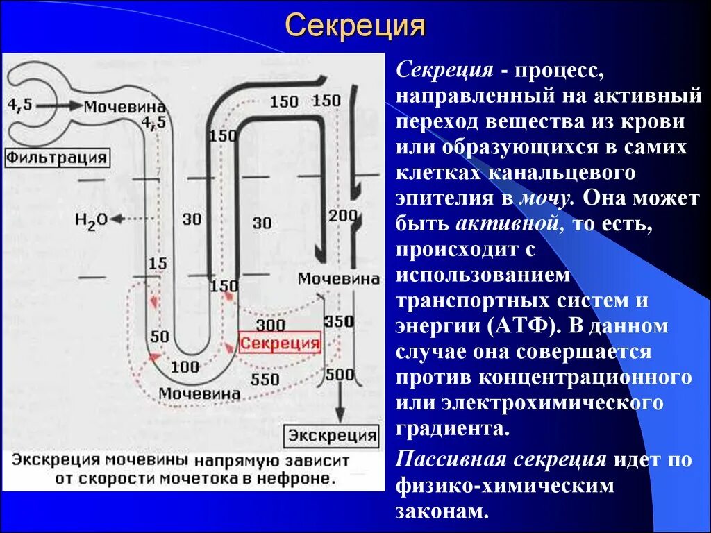 Процесс фильтрации секреция мочевины капсула боумена