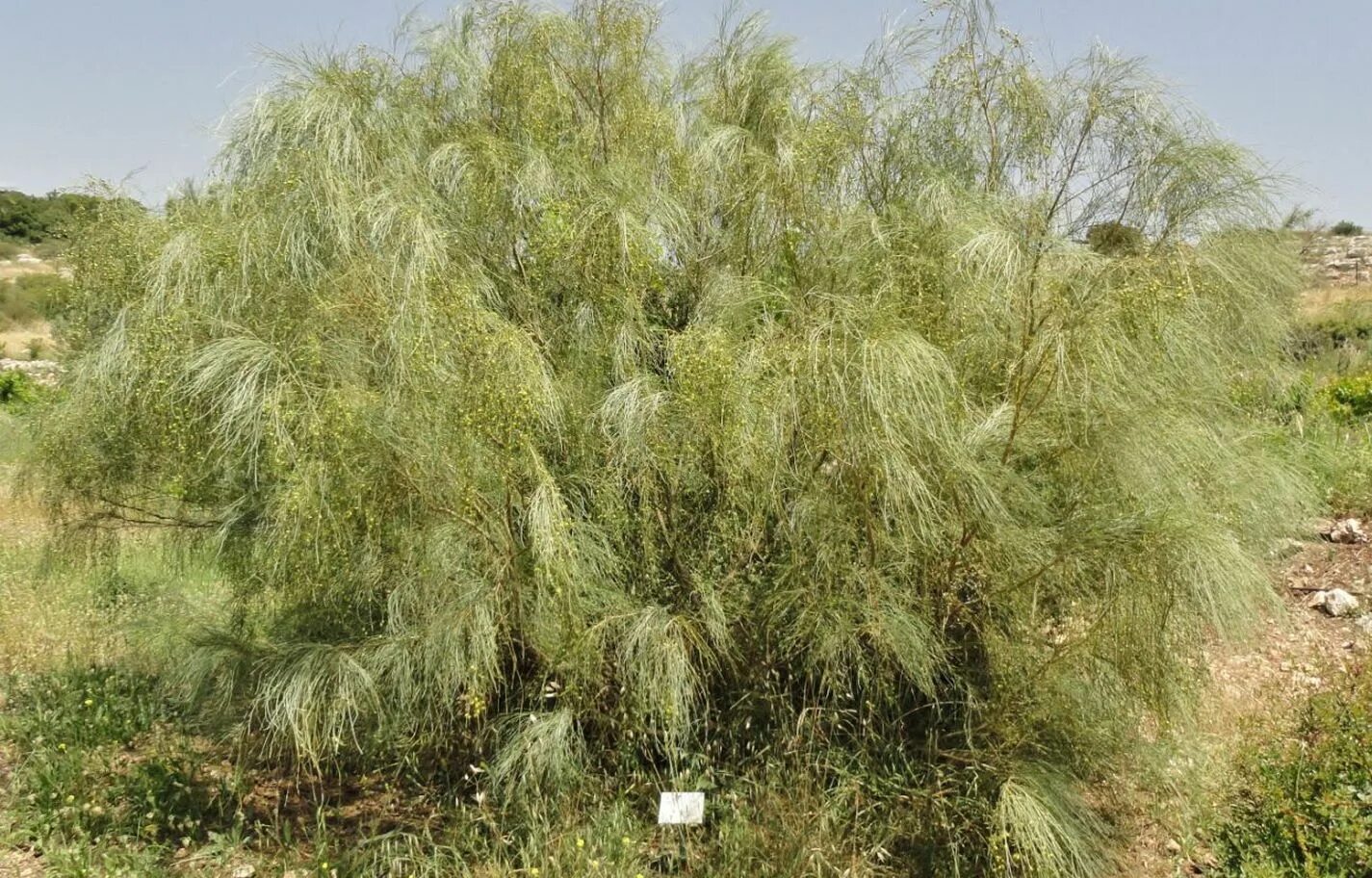 Broom Bush. Broom Tree дерево. Библейская трава фото. The common Broom Plant. Broom перевод