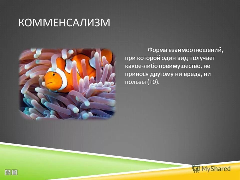 форма взаимоотношений при которой один вид получает