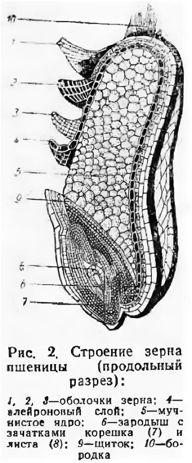 Продольный разрез зерновки пшеницы. Продольный разрез зерновки пшеницы рисунок. Продольный разрез зерновки кукурузы. Строение зерновки риса.