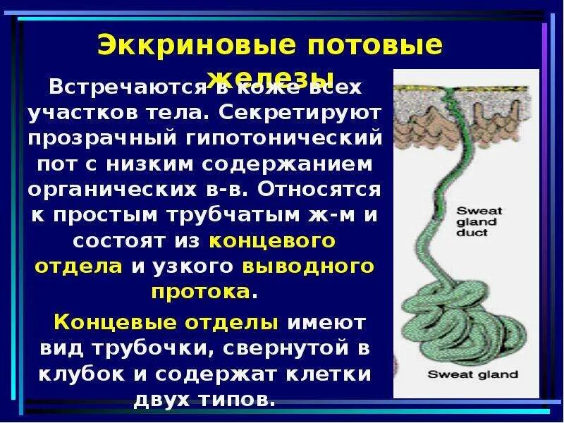 Рептилии имеют потовые железы. Эккртговын апокриновын. Апокриновые и эккриновые железы. Эккриновые потовые железы. Эккринные потовые железы строение.