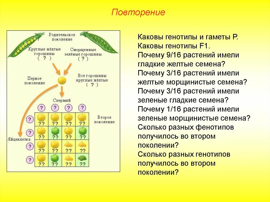 Закономерности дигибридного скрещивания. Схема дигибридного скрещивания по Менделю. Первый и второй закон Менделя схема. Дигибридное скрещивание растений. Схема дигибридного скрещивания гороха.