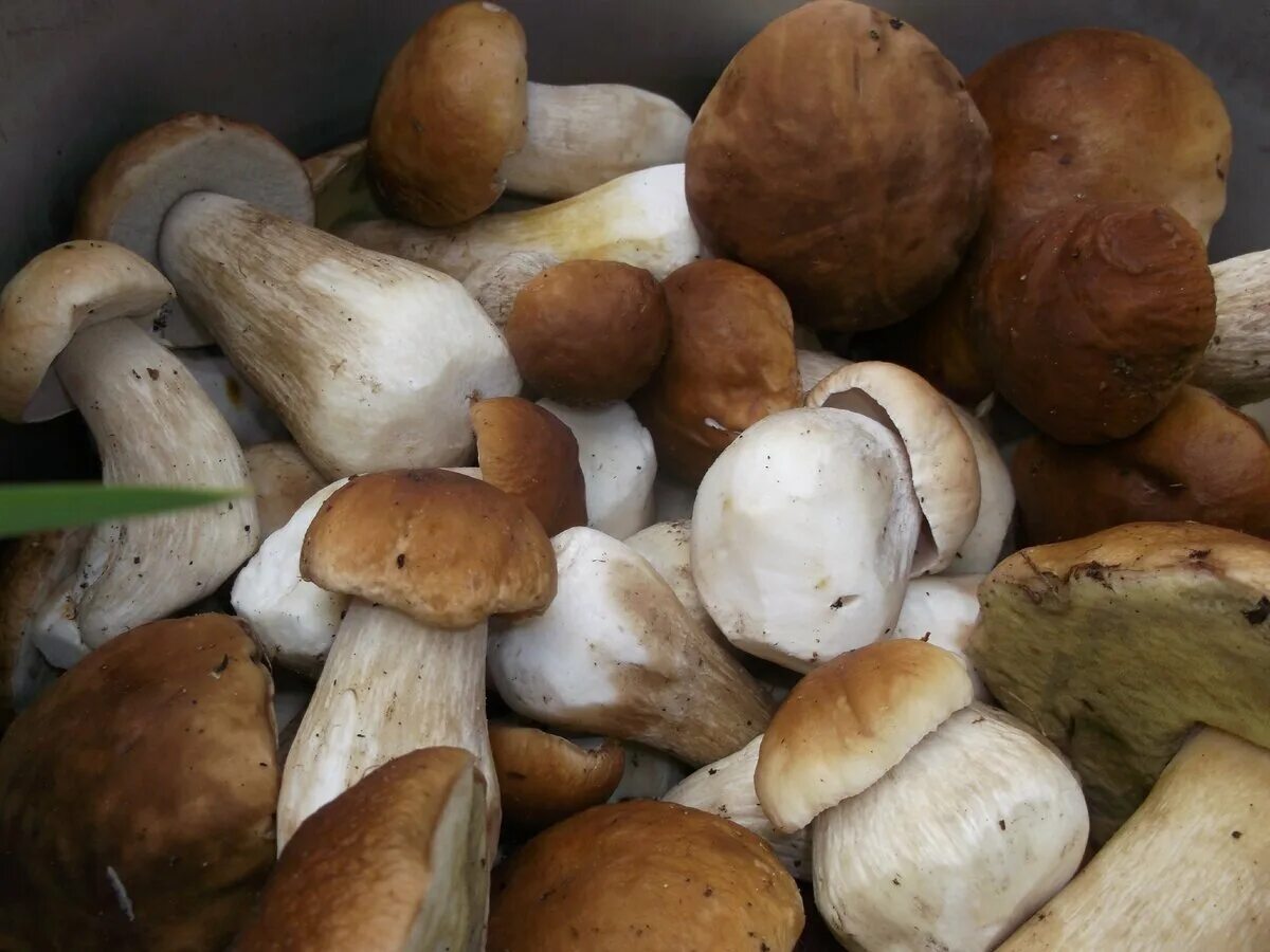 Белый гриб корень. Белый гриб. Разновидности белых грибов. Молодые белые грибы. Белый гриб маленький.