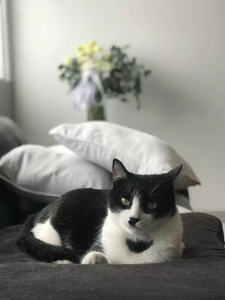 Tuxedo cat
