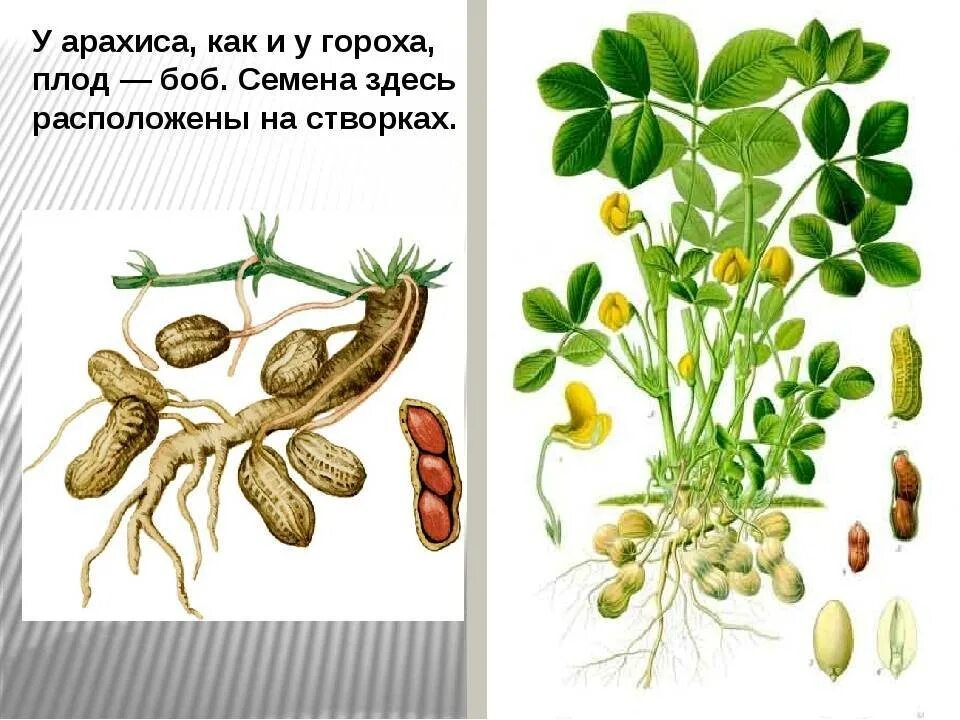 Арахис орех или боб. Земляной орех арахис. Арахис семейство бобовых. Арахис это бобовые. Арахис плод Боб.