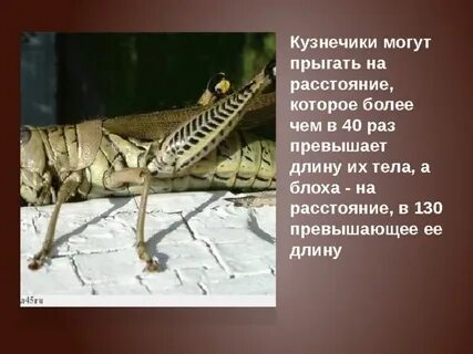 Кузнечик может прыгнуть