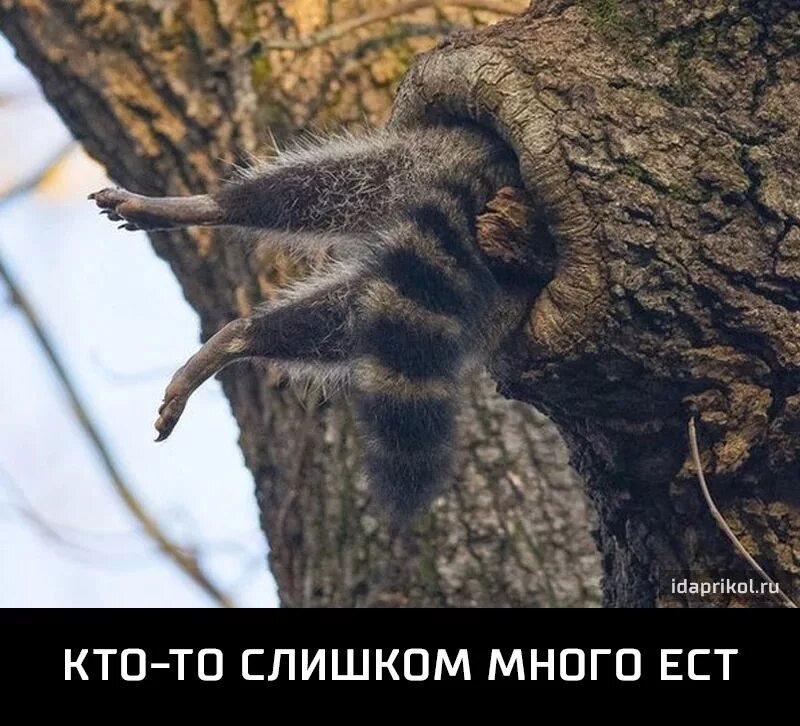 Тащит в дупло какой
