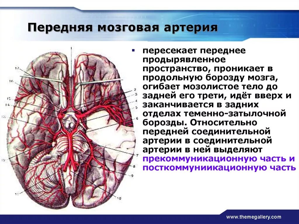 Артерии основания мозга. Островковая часть средней мозговой артерии. Область кровоснабжения задней мозговой артерии. Ветви средней мозговой артерии. Передняя мозговая артерия.