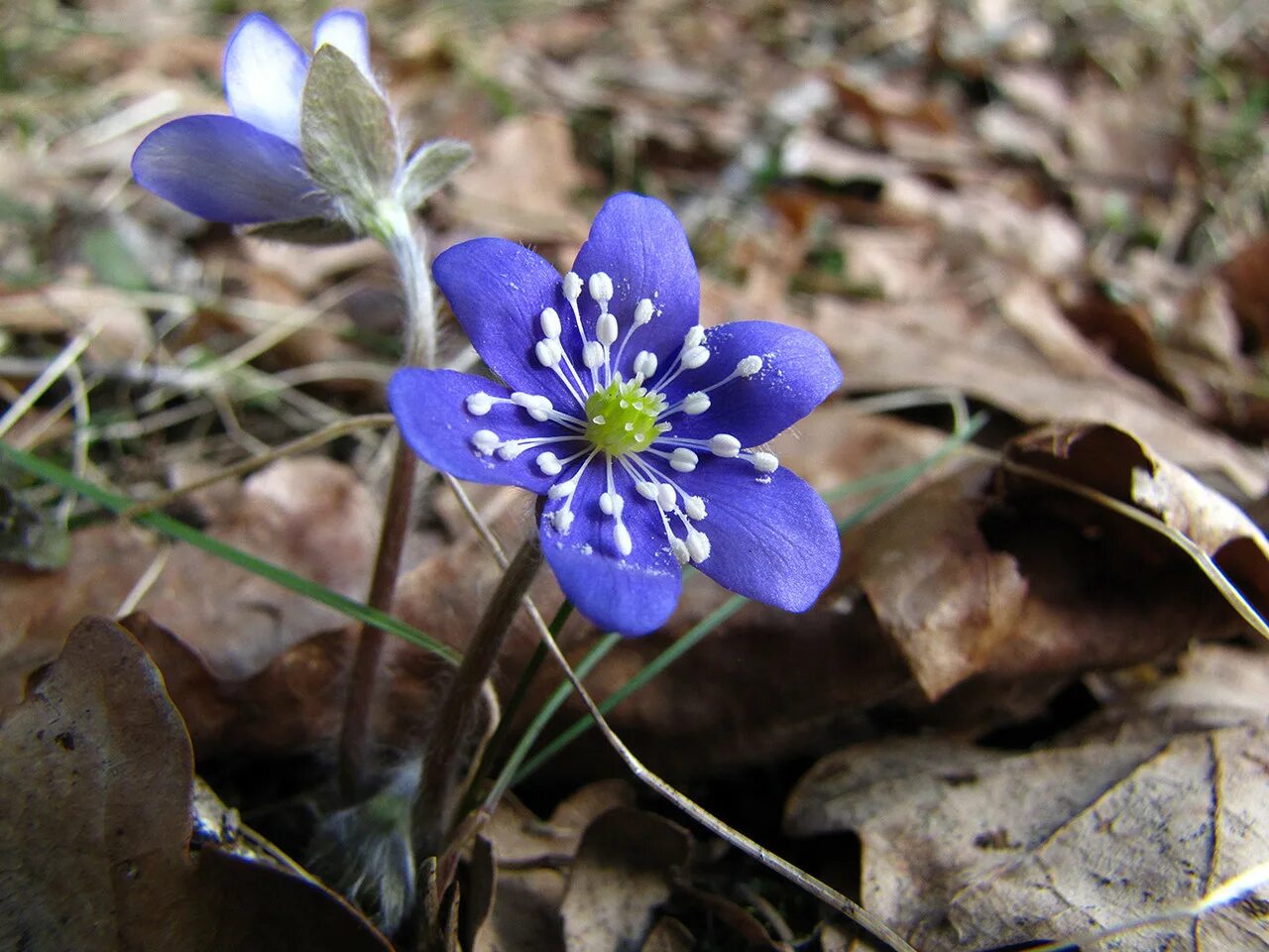 Печеночница. Печеночница благородная (hepatica nobilis). печеночница нобилис. перелеска печеночница. печеночница благородная (перелеска).