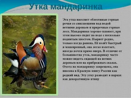 Утка мандаринка описание кратко