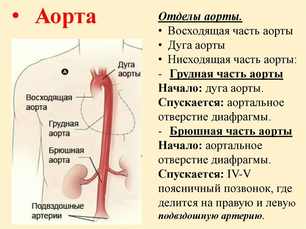 Отделы восходящего отдела аорты. Аорта ее отделы ветви дуги аорты. Восходящая аорта венечные артерии. Нисходящий отдел аорты отделы анатомия.