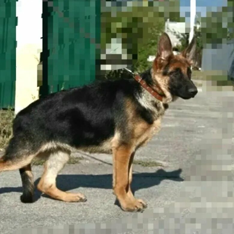 Пропала собака в Пятигорске, район леса Дубрава. Помогите найти! Pet911.ru