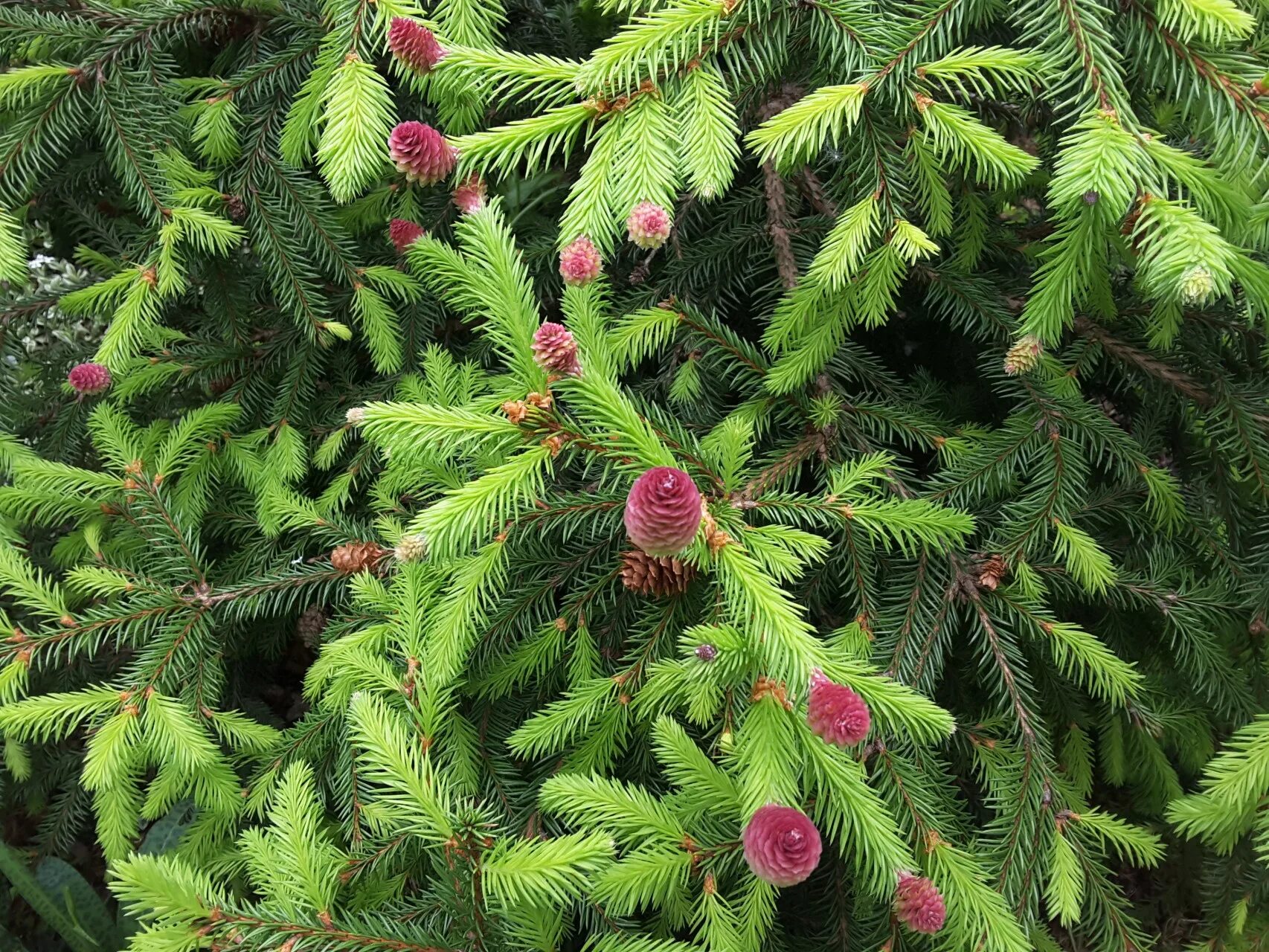 Ель обыкновенная цветение. Ель аянская. Фото цветущей ели. Picea obovata пыльца. Ель обыкновенная конка.