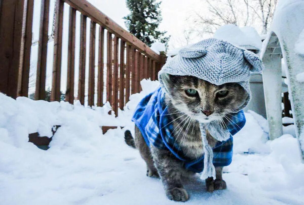 Очень сильно холодно. Кот зимой. Котики в зимних нарядах. Котик на морозе. Холодно Мороз.
