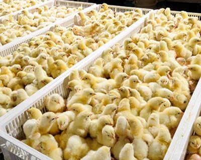 Когда будут продавать цыплят