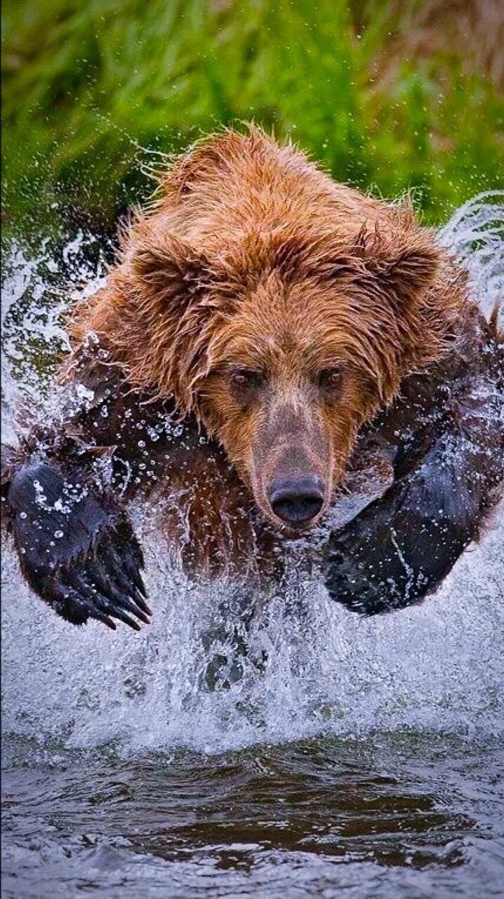 Скорость человека при беге от медведя. Медведь бежит. Медведь бежит по воде. Медведь убегает. Медведь в воде.