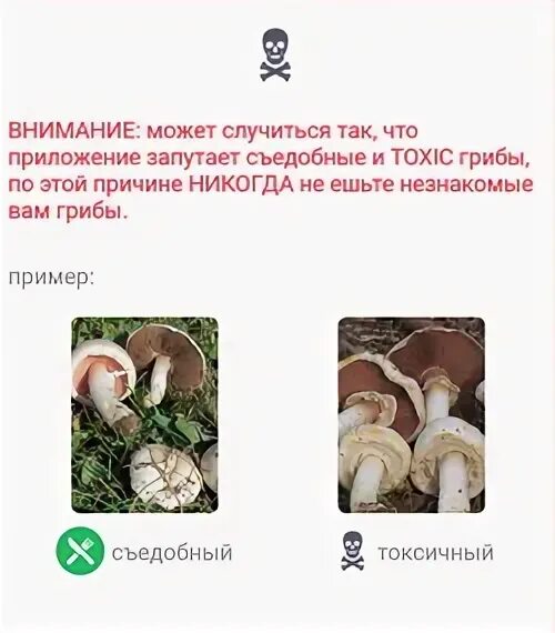 Приложение определяющее грибы. Приложение определяющее грибы