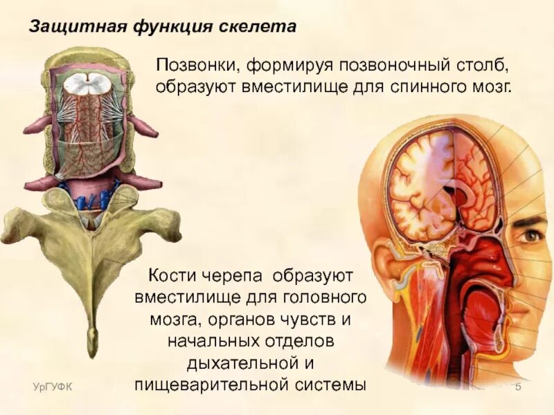 Органы защитной функции