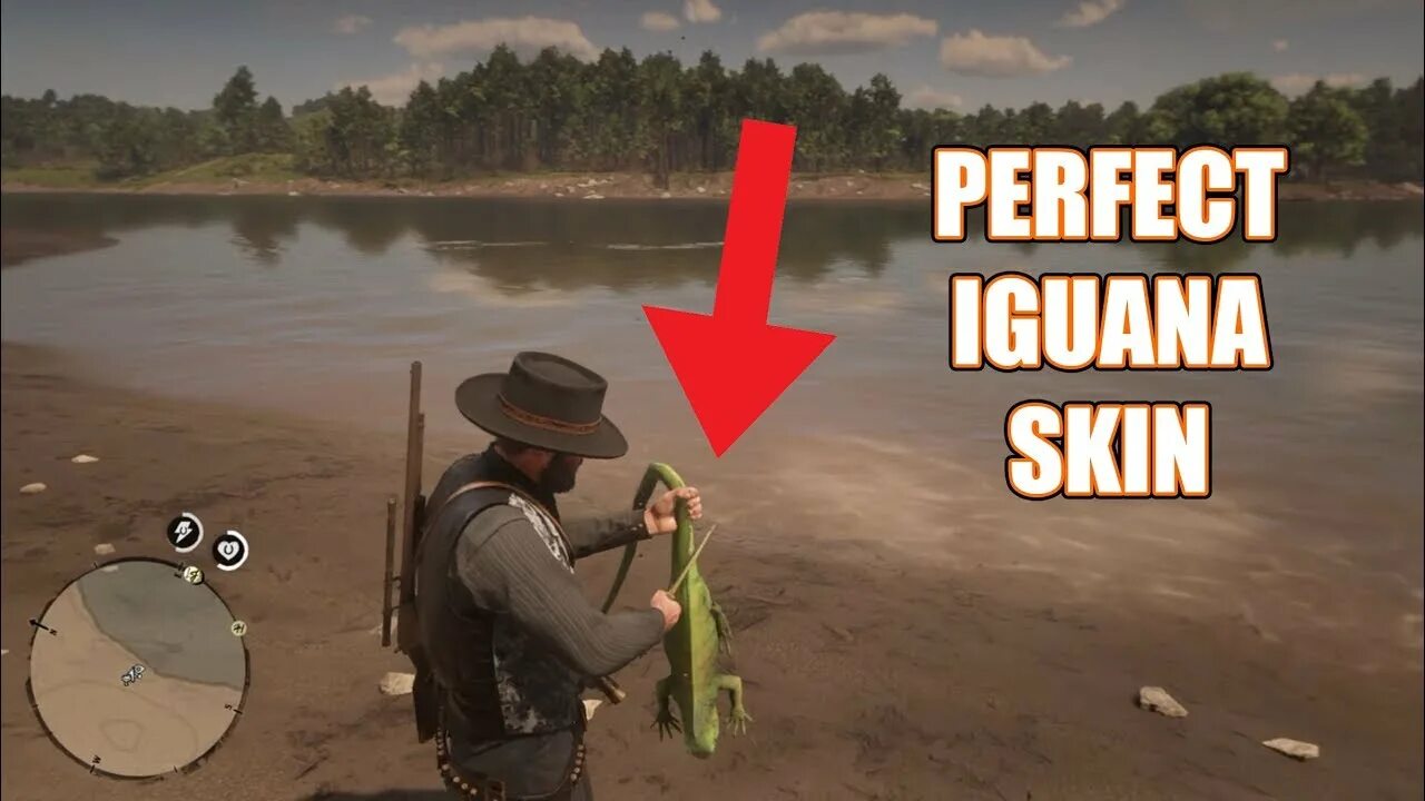 Rdr 2 игуана. Пустынная игуана рдр2. Rdr 2 Iguana locations. Превосходная шкура игуаны в РДР 2. Рдр игуана